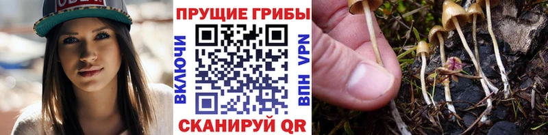 купить наркотик  Конаково  Псилоцибиновые грибы ЛСД 